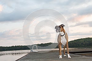 Dog on dock at sunrise