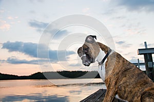 Dog on dock at sunrise