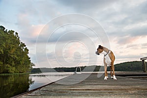 Dog on dock at sunrise