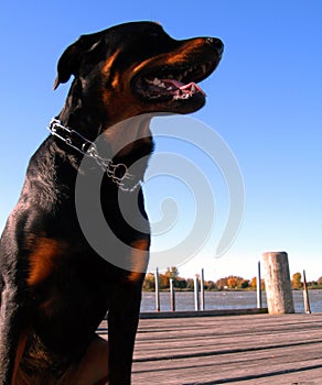 Dog on Docks