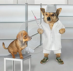 Dog doctor treats puppy