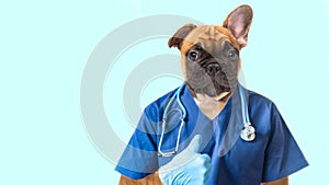 dog doctor veterinar with stethoscope in blue uniform with stethoscope holding thumb up in clinic on blue background