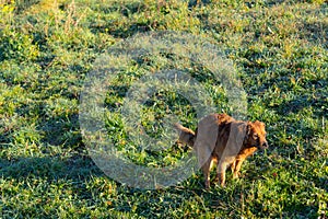 dog does poo at park. Brown Basque Shepherd Dog in Defecating Position