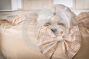 Dog on the dog bed