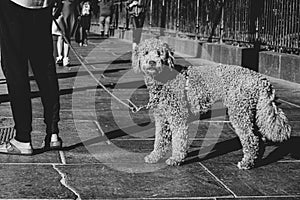 Dog. dog on a leash in New York, USA.