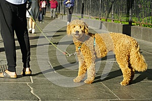 Dog. dog on a leash in New York, USA.