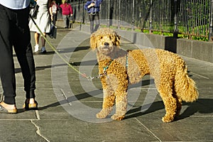 Dog. dog on a leash in New York, USA.