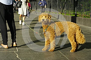 Dog. dog on a leash in New York, USA.