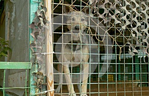 A dog in a dog`s shelter in aviary