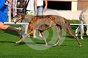 Dog on dog show sighthound championship