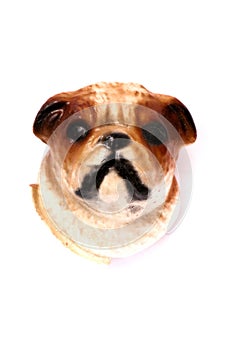 A dog doggie head fridge magnet white backdrop