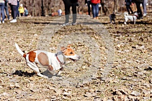 Dog at doggy park running off-leash under supervision of owner