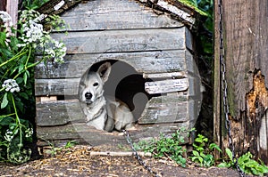 Dog in the doghouse