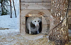 A dog in the doghouse