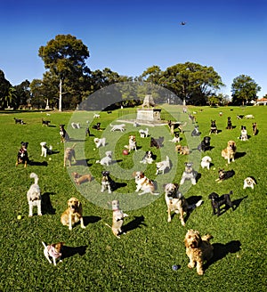 Dog Dogs At Park photo