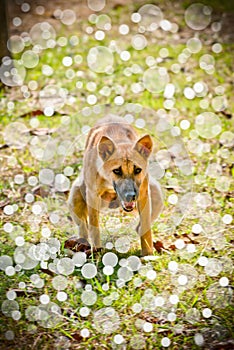 Dog doing his ablutions in park finale