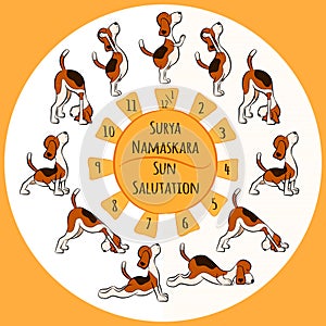 Dog doing yoga position of Surya Namaskara