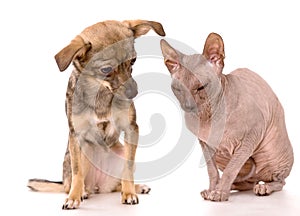 Dog and Don Sphynx cat isolated on white backgroun