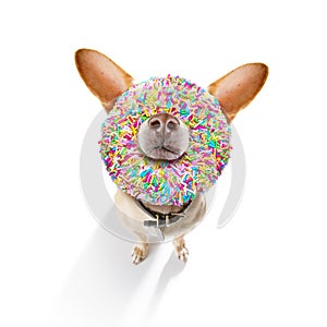 Dog with a donut