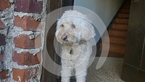 Dog in a Doorframe