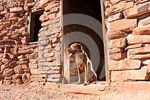 Dog in doorway