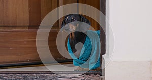 Dog in doorway of open apartment bark displeasedly inhospitable welcome to guest