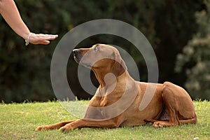 Il cane giù 