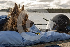 Dog in a down jacket on a snowmobile sledge, with a black helmet beside