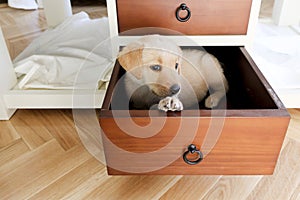 a dog in a drawer
