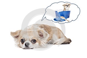 Dog dreams of bathing