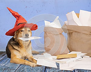 Dog dressed as Befana next to cards and treats