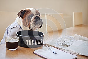 Dog Dressed As Businessmen Eating From Bowl Labelled The Boss