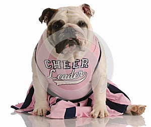 Dog dressed as a cheerleader photo
