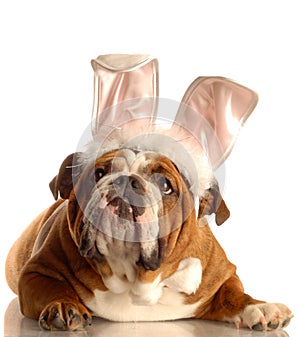 Il cane Vestito come pasqua coniglietto 