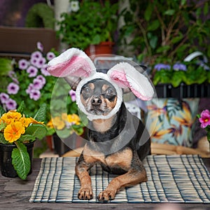 A dog dressed as an Easter bunny in a hat and scarf surrounded by flowers, the theme of spring and summer and Easter