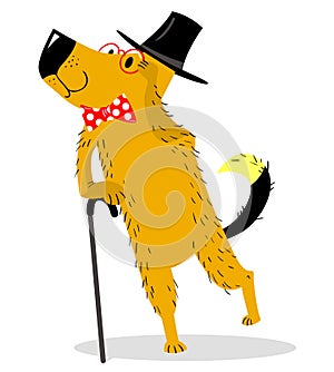 A dog dressed as a gentleman ÃÂ pince-nez and walking stick. Vintage suit and accessories. photo