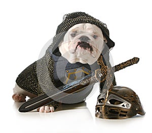 Dog dressed as knight