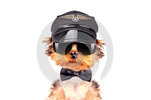 Dog dressed as pilot