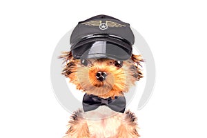 Dog dressed as pilot