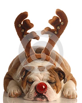 Dog dressed as rudolph