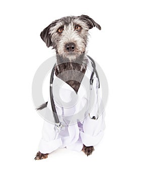 Dog Dressed As Veterinarian