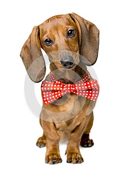 Dog Dressed Bow Tie, Portrait Dackel, Bow-Tie Animal Clothes photo