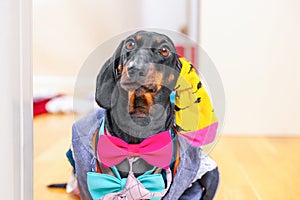 Dog dressed in bright layered clothes, many bow ties Collection of pet clothes