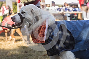 Dog Dressed In Farmer Costume For Atlanta Canine Halloween Contest