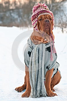 Dog dressed with hat,scarf,sweater sitting on snow