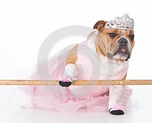 Dog dressed like a ballerina