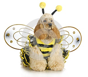 Dog dressed like a bee