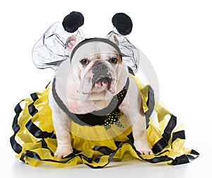 Dog dressed like a bee
