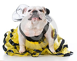 Dog dressed like a bee