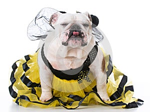 Dog dressed like a bee